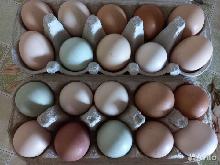 Домашние куриные яйца