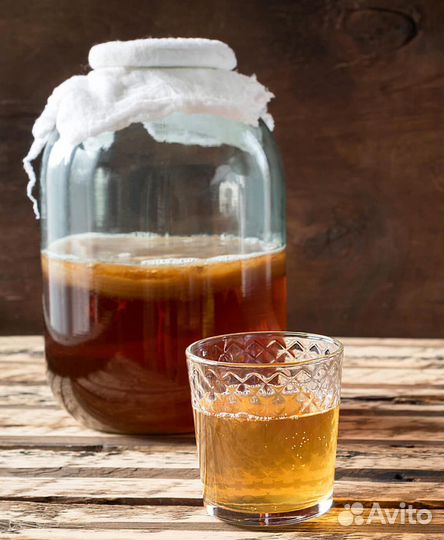 Чайный гриб комбуча