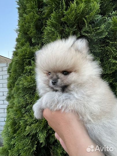 Померанский шпиц