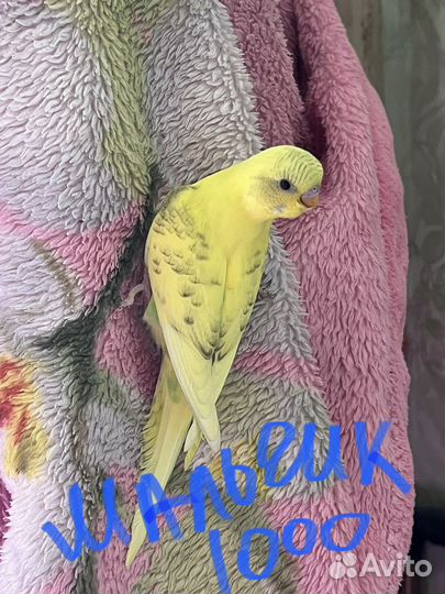 Волнистый попугай