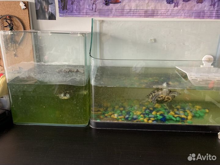 Водяные черепахи