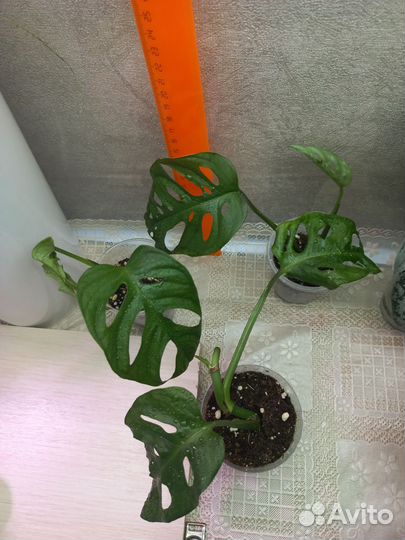 Монстера манки маск