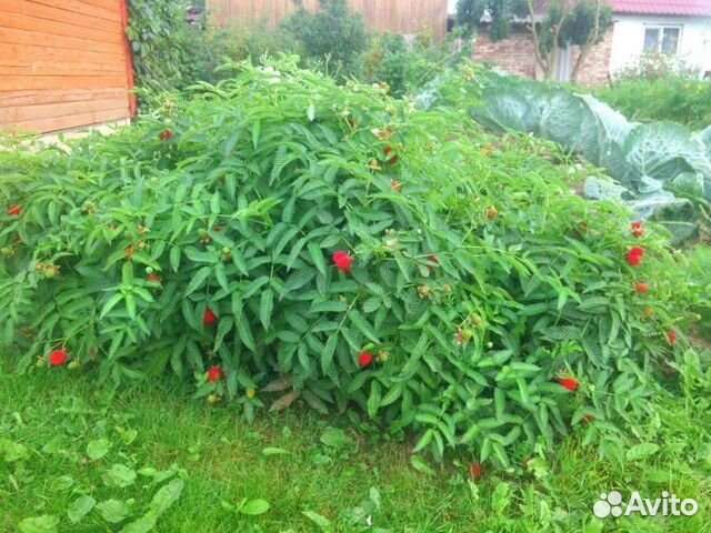 Малина Норвежская