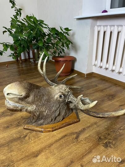 Чучело головы лося