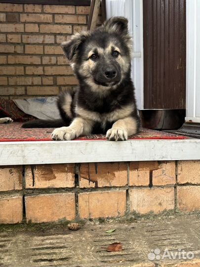 Кабель и сука Метис Восточноевропейская овчарка