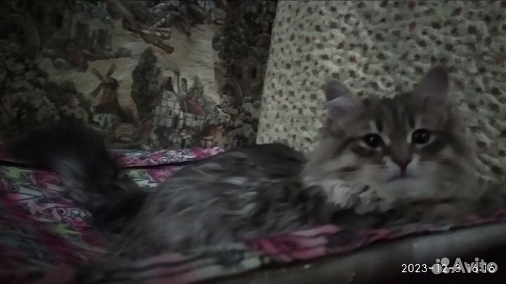 Сибирский котик