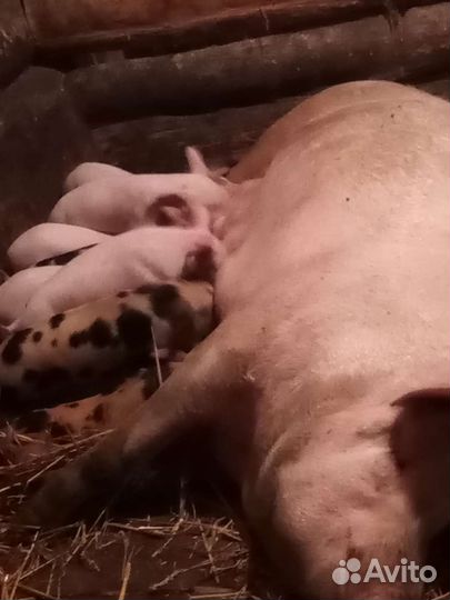 Поросенок ландрас