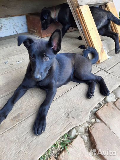 Щенки в добрые руки