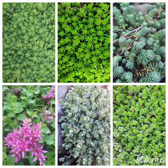 Неприхотливые многолетние цветы