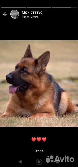 Немецкая овчарка