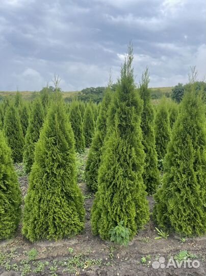 Туя смарагд 140-160