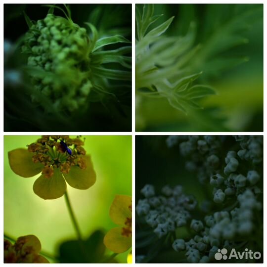 Фотограф (начинающий)