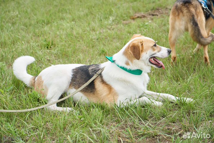 Молодой мальчуган нуждается в домашней любви