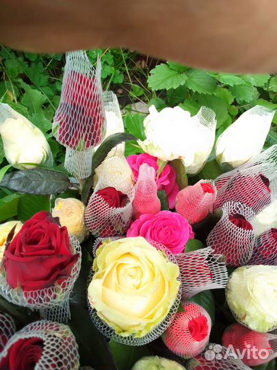 Свежие Розы срез