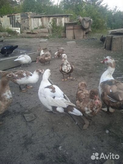 Мускусные утки