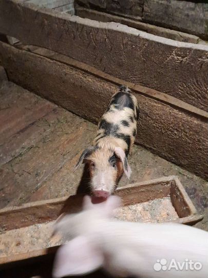 Домашние поросята