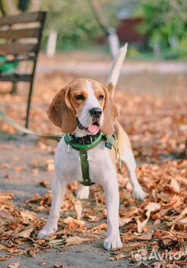 Вязка кобель бигль