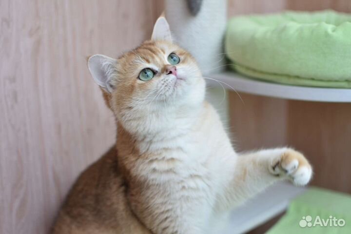 Шотландский кот ny12