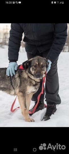 Собака ждёт хозяина в приюте