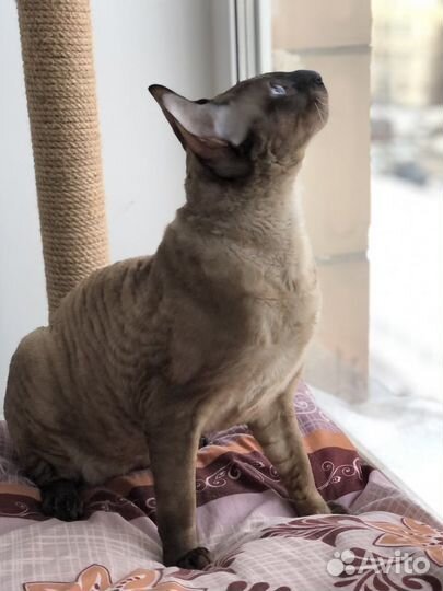 Корниш-рекс вязка