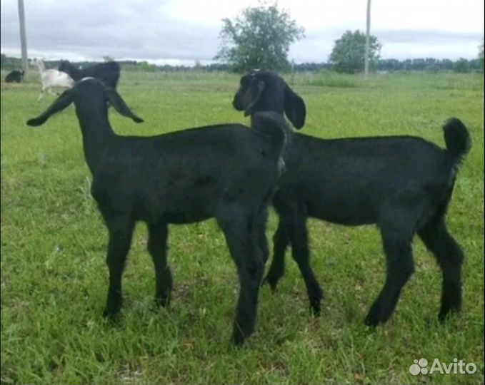 Нубийские козы