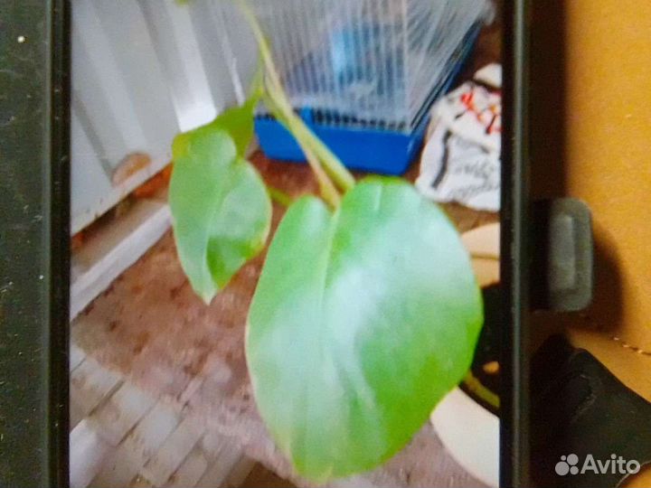 Комнатные цветы