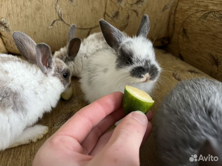 Декоративные кролики