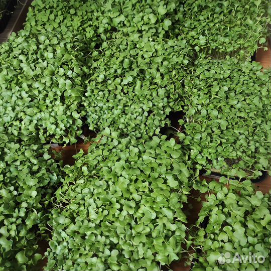 Доставка фермерских продуктов 27 февраля четверг