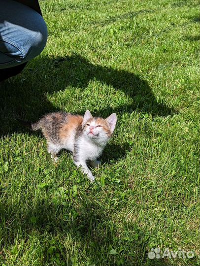 Трехцветный котенок на счастье