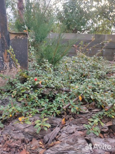 Кизильник гибридный Корал Бьюти (Coral Beauty)