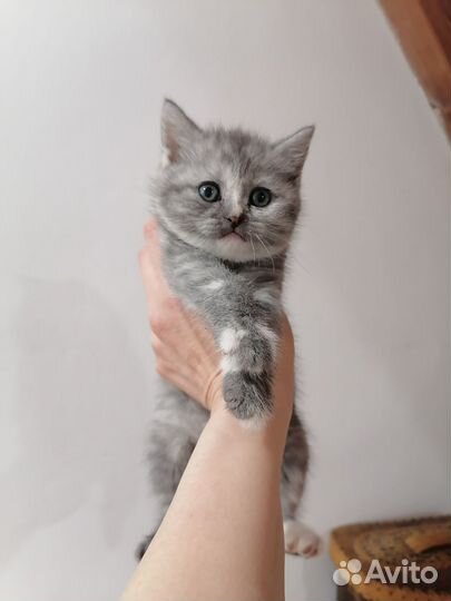 Британские котята