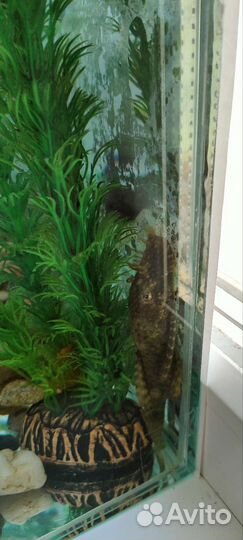 Продам аквариум с рыбками