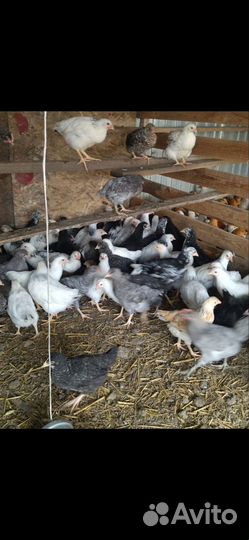 Куры молодки несушки домашние