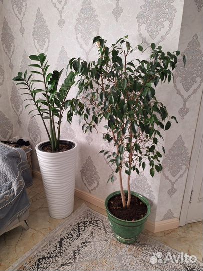 Бенджамина