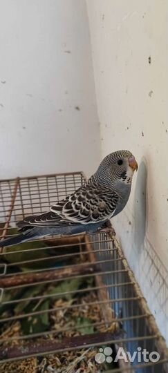 Волнистый попугай и кореллы