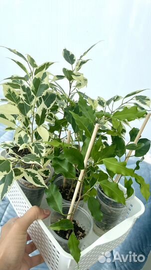 Фикусы, разные сорта