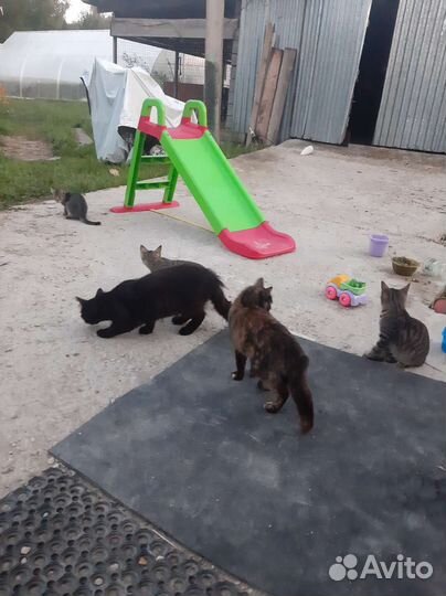 Котята в добрые руки бесплатно