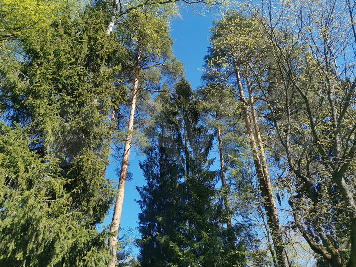 Участок 13 сот. (ИЖС)