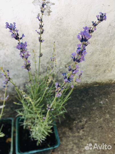 Саженцы лаванды, гибискуса, олеандра, лавра