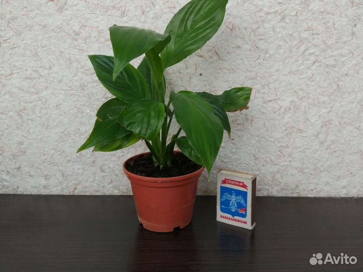 Цветок женское счастье