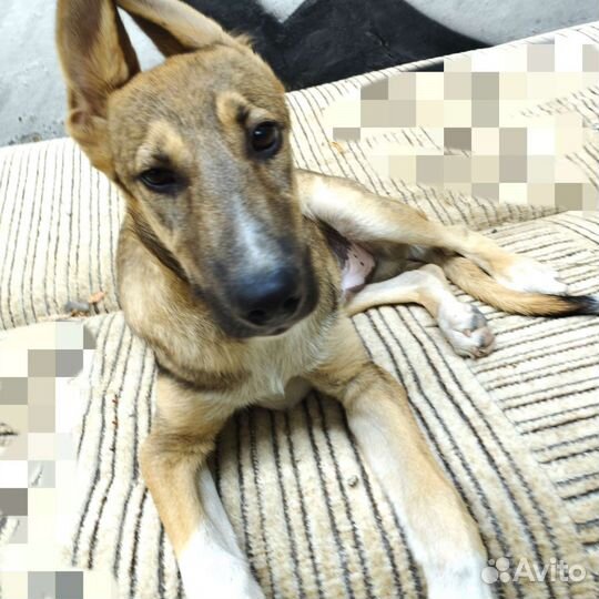 Собаки щенки