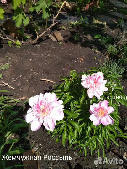 Саженцы пионов