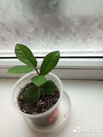 Замиокулькас