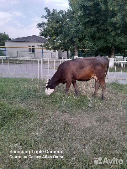 Коровы дойные с телятами