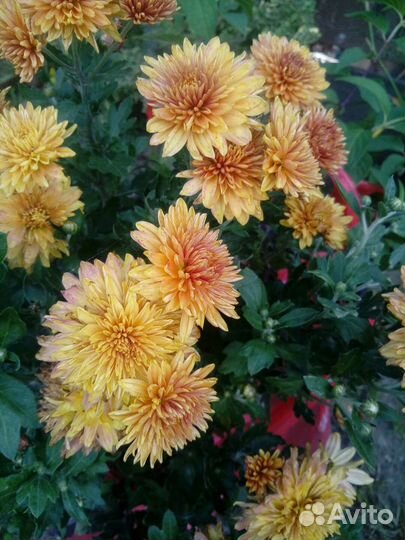 Хризантемы