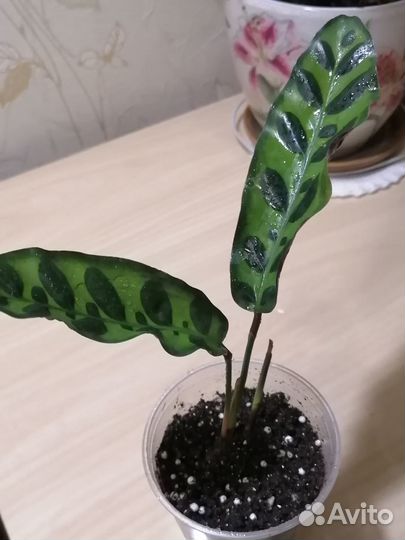 Калатея лансифолия