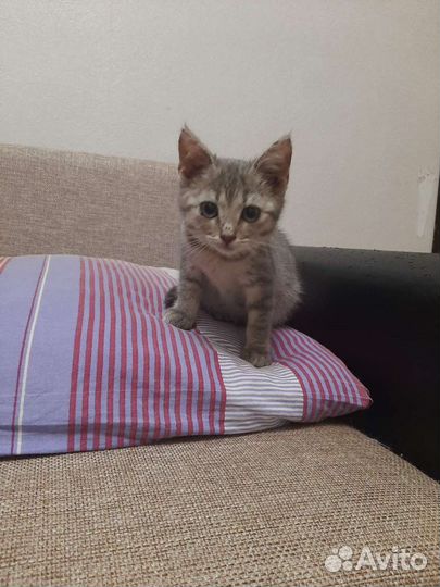 Кошечка в добрые руки