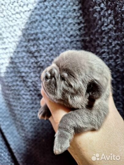 Голубые курносики