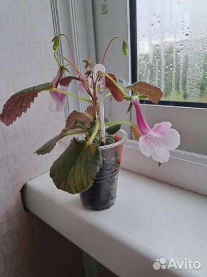 Минисиннингия