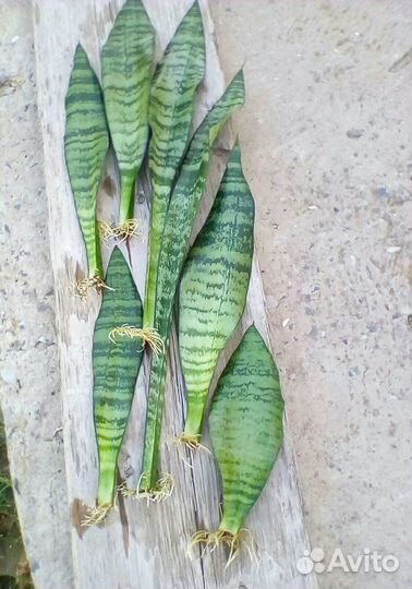Сансевиерия для техники Фан